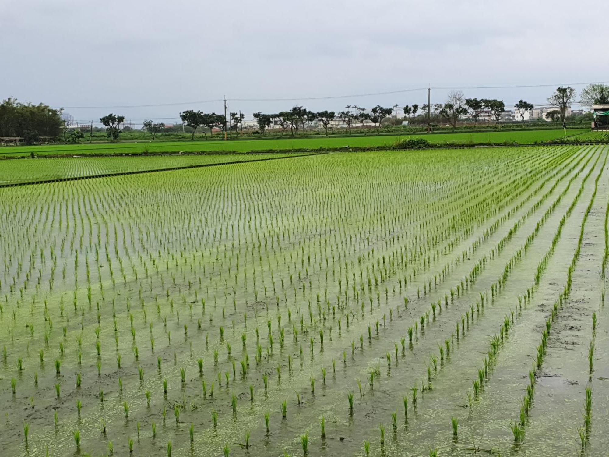 ווג'ייה Yilan Xiang Feng Homestay מראה חיצוני תמונה
